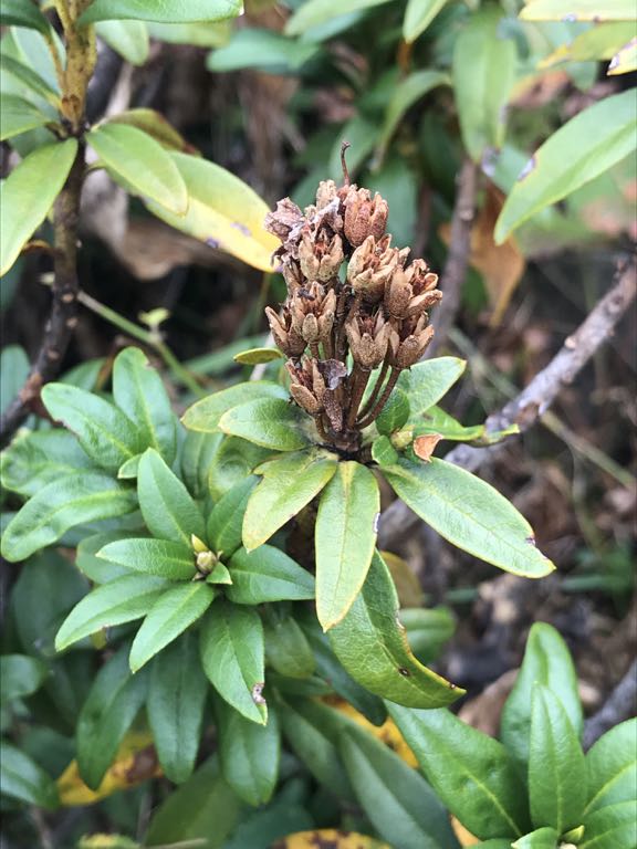thuja comp weleda Weleda Echinacea/Thuja Comp. Strength Immune On-line